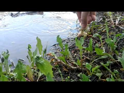 Видео: Lps: коты воители