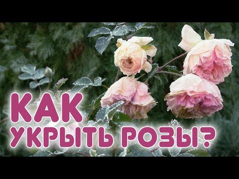 Видео: Новый способ укрытия роз.