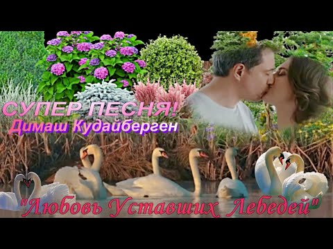 Видео: "Любовь Уставших Лебедей" Димаш Кудайберген Очень красивая песня