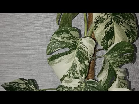 Видео: КОМНАТНЫЕ РАСТЕНИЯ(ЦВЕТЫ).ОПОРА, ДЛЯ МОНСТЕРЫ АЛЬБЫ.