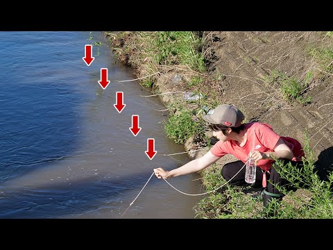 Видео: Когда я поставил ловушку из пластиковой бутылки, я поймал soft-shelled turtle!