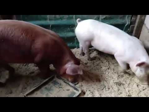 Видео: Вес Пьетренов в 1,5 месяца/Обзор породы свиней Дюрок в 6 и 5 месяцев/Порода свиней Крупная Белая