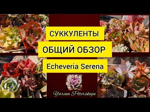 Видео: Суккуленты. Общий обзор. Echeveria Serena.