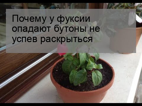 Видео: Почему у фуксии опадают бутоны не успев раскрыться