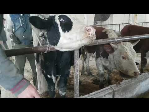 Видео: Быки на цепь первый день