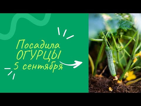 Видео: Посадила ОГУРЦЫ🥒 в открытый грунт 5 сентября. Что будет?🤔