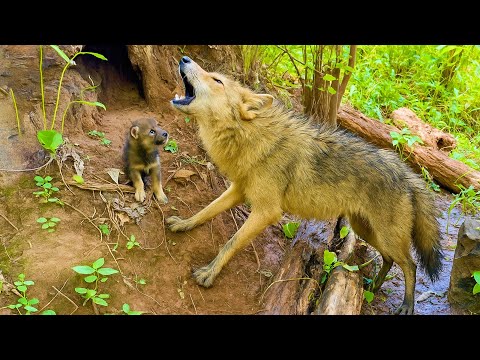 Видео: В шоке! Волк 🐺 и его детёныши тихо ворвались в мой дом. 🐺🥰😘❤❤