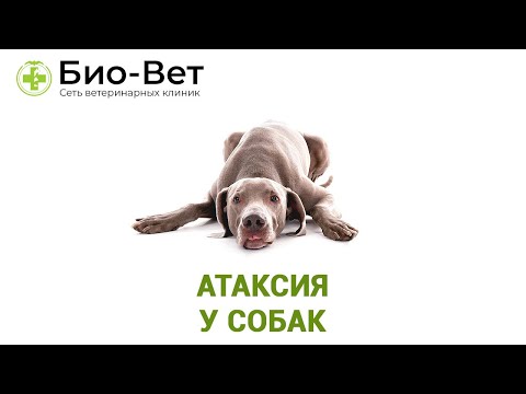 Видео: Атаксия у собак - что это и как лечить // Ветеринарная клиника Био-Вет.