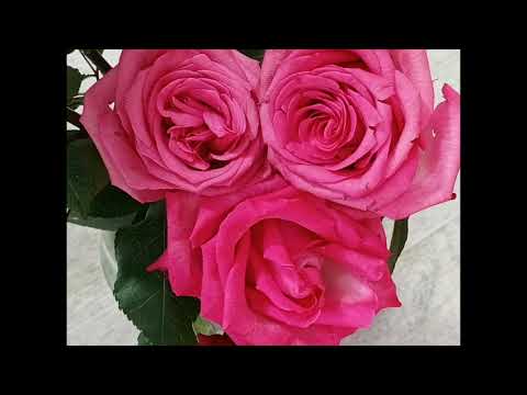 Видео: Азизалы Аждар оглу  Гозел сес Супер ифа 2025 г