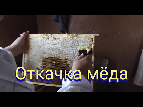 Видео: Откачка мёда в полевых условиях.