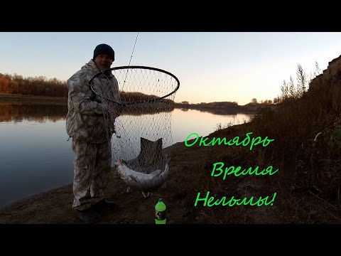 Видео: Иртыш, Октябрь время Нельмы! (Клевая Рыбалка)