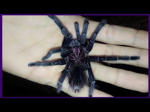 Видео: Пересаживаем пауков, скорпионов, сколопендр. Побег pterinochilus murinus
