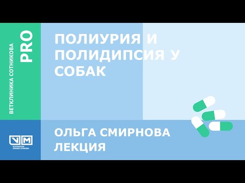 Видео: Полиурия и полидипсия у собак