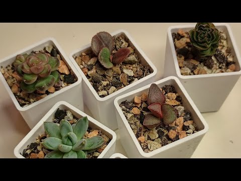 Видео: Нужно ли удобрять суккуленты?