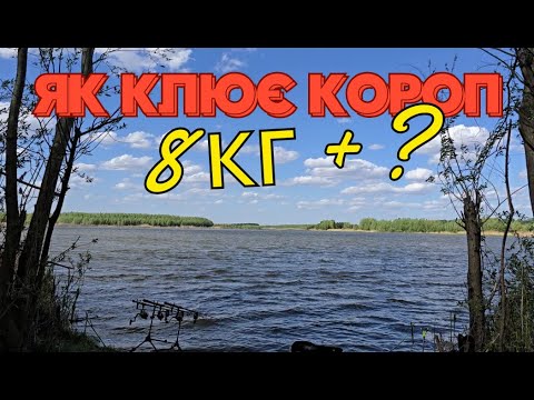 Видео: Як КЛЮЄ КОРОП 8кг+ | Трофейна риболовля на коропа на дикій водоймі. Ловля коропа на флет фідер