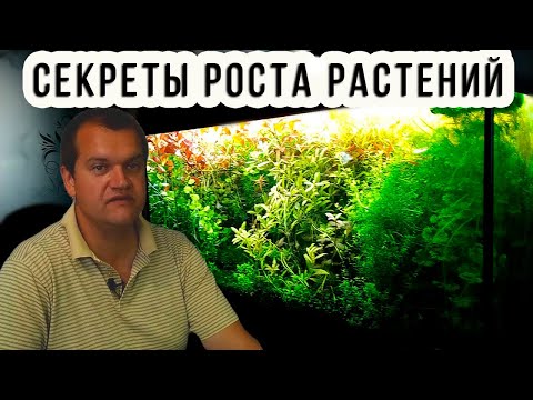 Видео: Про это НИКТО НЕ РАССКАЖЕТ об аквариуме с растениями кроме Артема!
