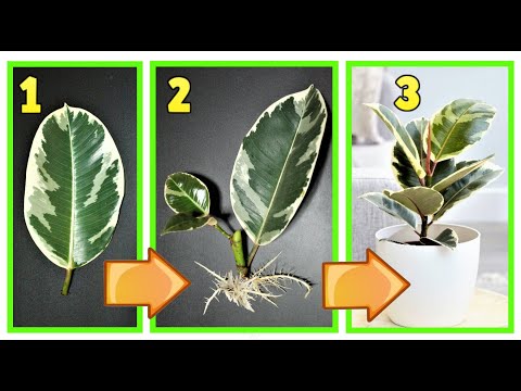 Видео: FICUS, невероятная техника для умножения на нулевую стоимость