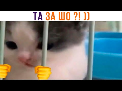 Видео: ДОТЫГЫДЫКАЛСЯ ))) Приколы с котами | Мемозг 1224
