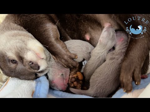 Видео: Родились детеныши выдр