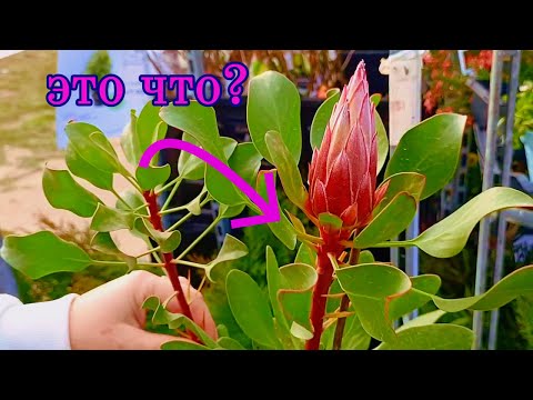 Видео: 🌴 Где-где, а тут точно не ожидали увидеть редкие растения! 😯