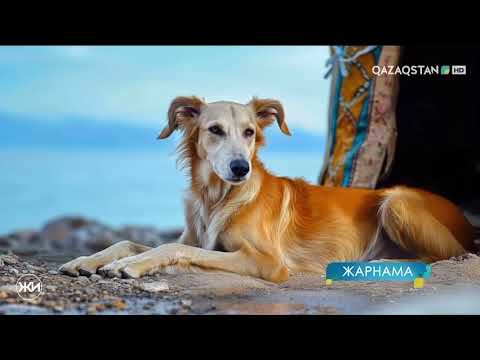 Видео: Рекламные заставки (QAZAQSTAN HD 11.04.2025)