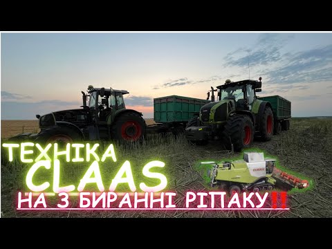 Видео: Техніка CLAAS збирає ріпак на Тернопільщині‼️💪💪