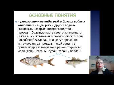 Видео: Лекция 23. Отношения в области рыболовства и сохранения водных биоресурсов_2021