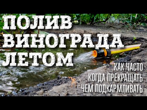 Видео: ПОЛИВ ВИНОГРАДА ЛЕТОМ В ЖАРУ. КАК ЧАСТО ПОЛИВАТЬ, ЧЕМ ПОДКОРМИТЬ, КОГДА ПРЕКРАЩАТЬ ПОЛИВ