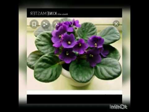 Видео: Жаратылыстану. Бөлме өсімдіктері