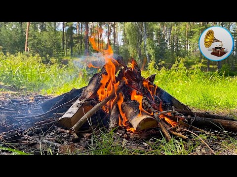 Видео: Шум костра на берегу озера, крики чаек, шум ветра для релаксации, 6 часов.