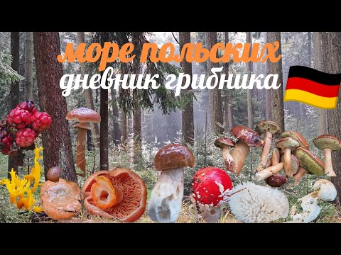 Видео: Польских грибов — море! Проверка леса Германии в конце октября 🍄
