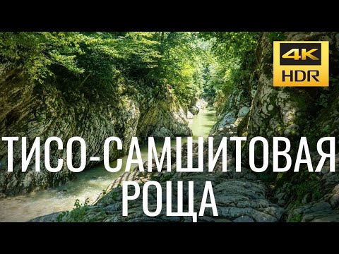 Видео: Тисо самшитовая роща (Сочи)