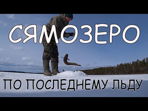 Видео: Полный провал ПОД ЛЁД. Трудовая рыбалка по последнему льду на Сямозеро. Апрель 2020.