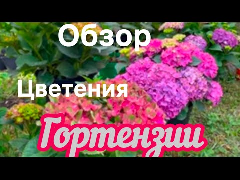 Видео: 🪴ГОРТЕНЗИИ. Самые красивые сорта моей коллекции🔥