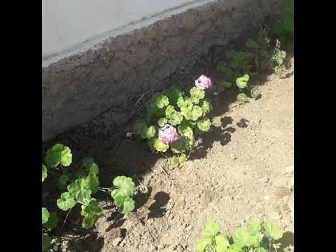Видео: 4сәуір Герань гүлдерін аулаға отырғыздым.