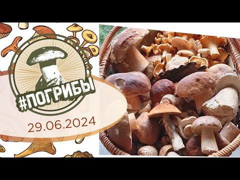 Видео: Волна белых грибов и лисичек - Грибной БУМ🔥 | #ПоГрибы в Подмосковье 29 июня 2024