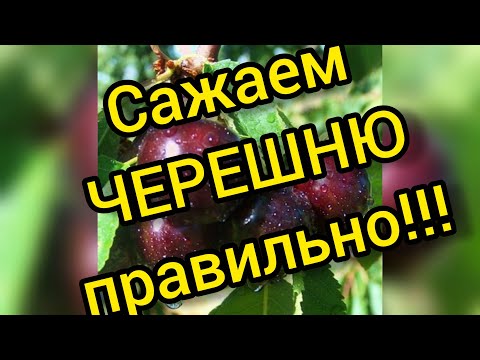 Видео: Как правильно посадить черешню, чтобы она плодоносила обильно, долго и, как можно. скорее!!!