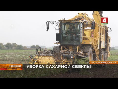 Видео: УБОРКА САХАРНОЙ СВЁКЛЫ