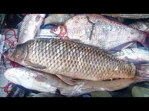 Видео: Рыбалка Сетями, Утро снимаем сеть, Рыбалка по большой воде