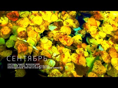 Видео: Сентябрь/ September