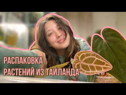 Видео: Распаковка закупки из Тайланда | Часть 1