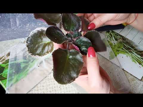 Видео: Как спасти фиалку? Проблемы с корневой системой у фиалок.