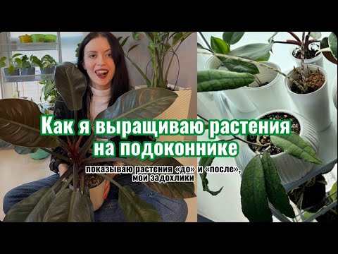 Видео: 🌿ОБЗОР МОИХ КОМНАТНЫХ РАСТЕНИЙ/ С КАКИМИ ИЗ РАСТЕНИЙ ВСЁ ПЛОХО