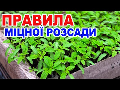 Видео: Це треба знати про вирощування розсади !