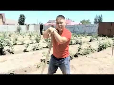 Видео: 3 ноября 2025 г.ТОКТОРДОН ТАҢКЫ ТАМАША 😂😂😂