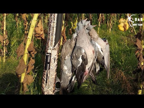 Видео: Охота на вяхиря в подсолнухе. Разведка залог успешной охоты. Pigeon hunting.