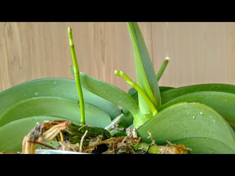 Видео: ВЗБОДРИ❤️ орхидеи ВРАЗ💯! цветонос РАЗМОРОЗЬ орхидеи! корни ВСЛЕД, орхидеи БУДУТ ЦВЕСТИ!