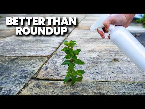 Видео: Лучше, чем «Раундап»! Натуральное средство от сорняков, которое работает!