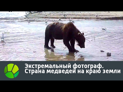 Видео: Экстремальный фотограф. Страна медведей на краю земли | Живая Планета