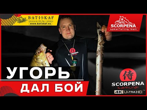 Видео: Огромный угорь дал бой и всё запутал на подводной охоте